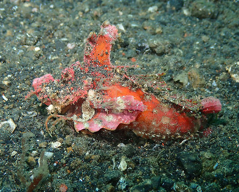 Devil Stinger (Inimicus didactylus) Jahir, Lembeh. Devil stinger,Geotagged,Indonesia,Inimicus didactylus,Spring