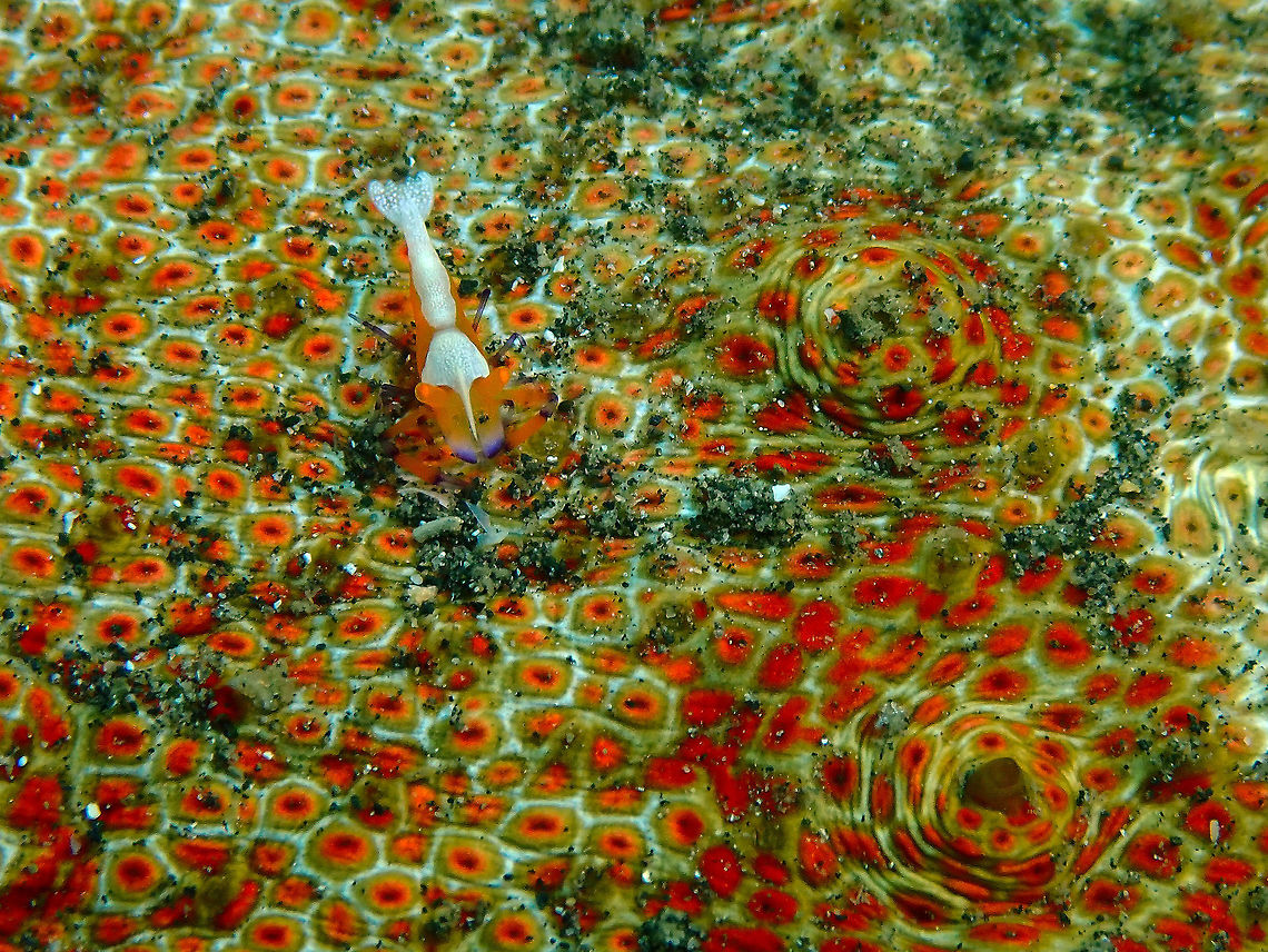Emperor shrimp (Periclimenes imperator) Jahir, Lembeh.<br />
A very tiny one, on top of a sea cucumber. Emperor shrimp,Geotagged,Indonesia,Periclimenes imperator,Spring