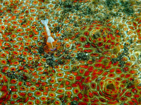 Emperor shrimp (Periclimenes imperator) Jahir, Lembeh.
A very tiny one, on top of a sea cucumber. Emperor shrimp,Geotagged,Indonesia,Periclimenes imperator,Spring