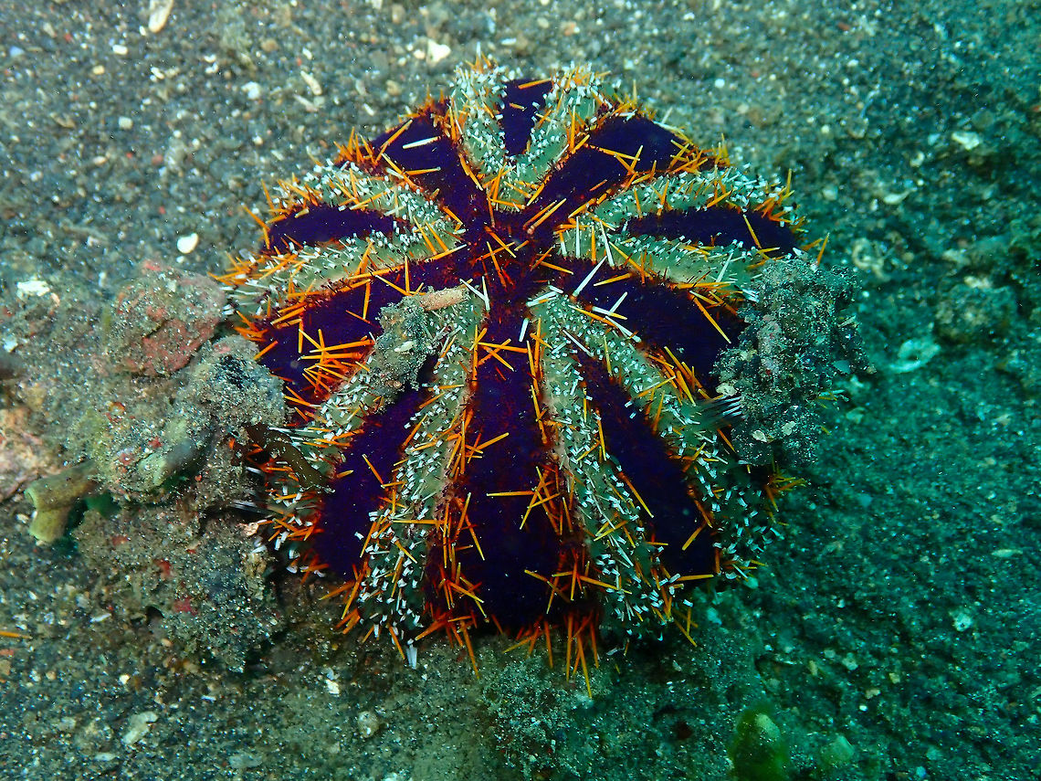 Collector Urchin (Tripneustes gratilla) Jahir, Lembeh. Collector urchin,Geotagged,Indonesia,Spring,Tripneustes gratilla