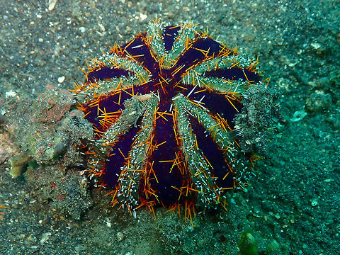 Collector Urchin (Tripneustes gratilla) Jahir, Lembeh. Collector urchin,Geotagged,Indonesia,Spring,Tripneustes gratilla