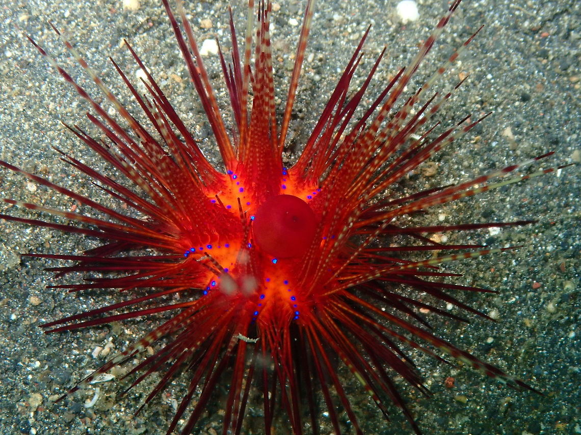 Red Fire Urchin (Astropyga radiata) Jahir, Lembeh.<br />
With some sand speckles unfortunately roaming by... Astropyga radiata,Geotagged,Indonesia,Red urchin,Spring
