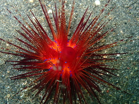 Red Fire Urchin (Astropyga radiata) Jahir, Lembeh.
With some sand speckles unfortunately roaming by... Astropyga radiata,Geotagged,Indonesia,Red urchin,Spring