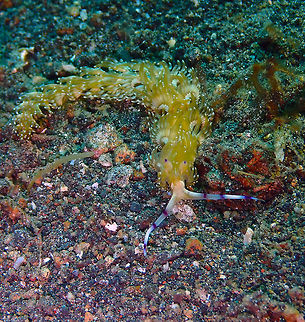 Pteraeolidia_semperi OLYMPUS DIGITAL CAMERA Geotagged,Indonesia,Pteraeolidia semperi,Spring