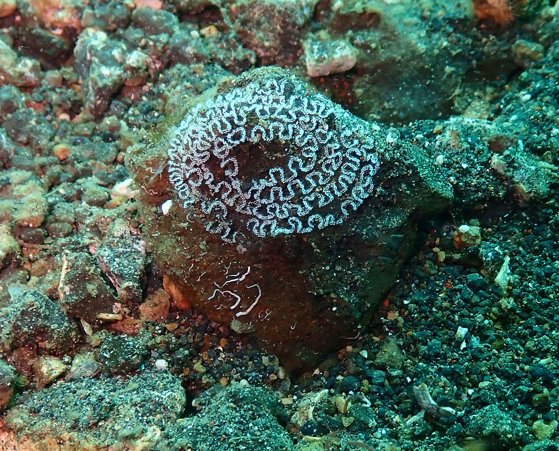 Pteraeolidia semperi eggs Jahir, Lembeh. Eggs laid by nudis of the previous species posted. Pteraeolidia semperi