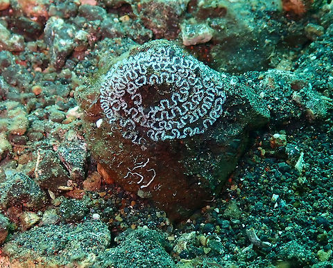 Pteraeolidia semperi eggs Jahir, Lembeh. Eggs laid by nudis of the previous species posted. Pteraeolidia semperi