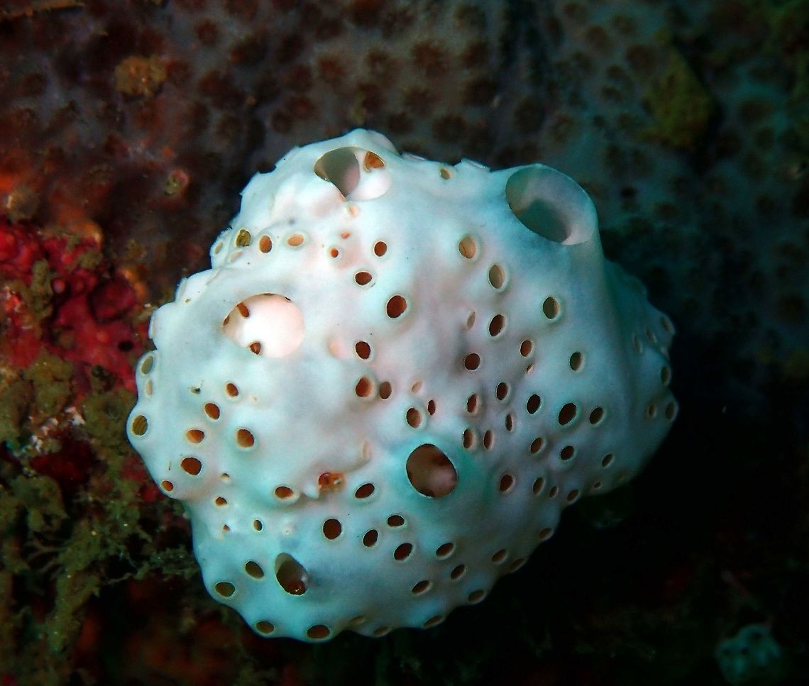 Sea Squirt (Aplidium breviventer) Kapal Indah, Lembeh. Aplidium breviventer,Geotagged,Indonesia,Sea Squirt,Spring