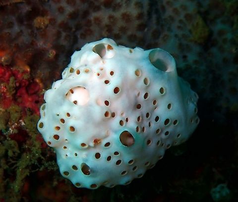 Aplidium breviventer