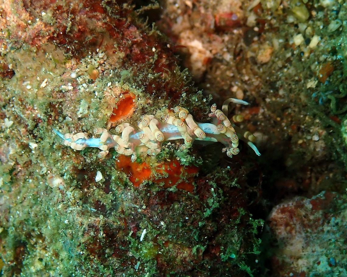 Samla bilas (Flabellina bilas) Kapal Indah, Lembeh. Geotagged,Indonesia,Samla bilas,Spring