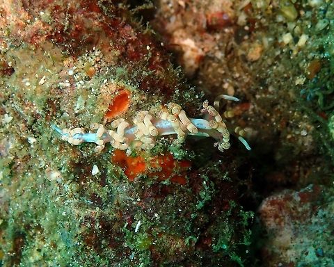 Samla bilas (Flabellina bilas) Kapal Indah, Lembeh. Geotagged,Indonesia,Samla bilas,Spring