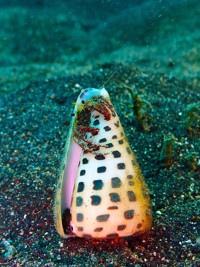Hairy Red Hermit Crab (Dardanus lagopodes) Jahir, Lembeh.<br />
It chose a Conus eburneus shell (highly venomous when alive). No one will mess around with that crab... Dardanus lagopodes,Geotagged,Hairy red hermit crab,Indonesia,Spring