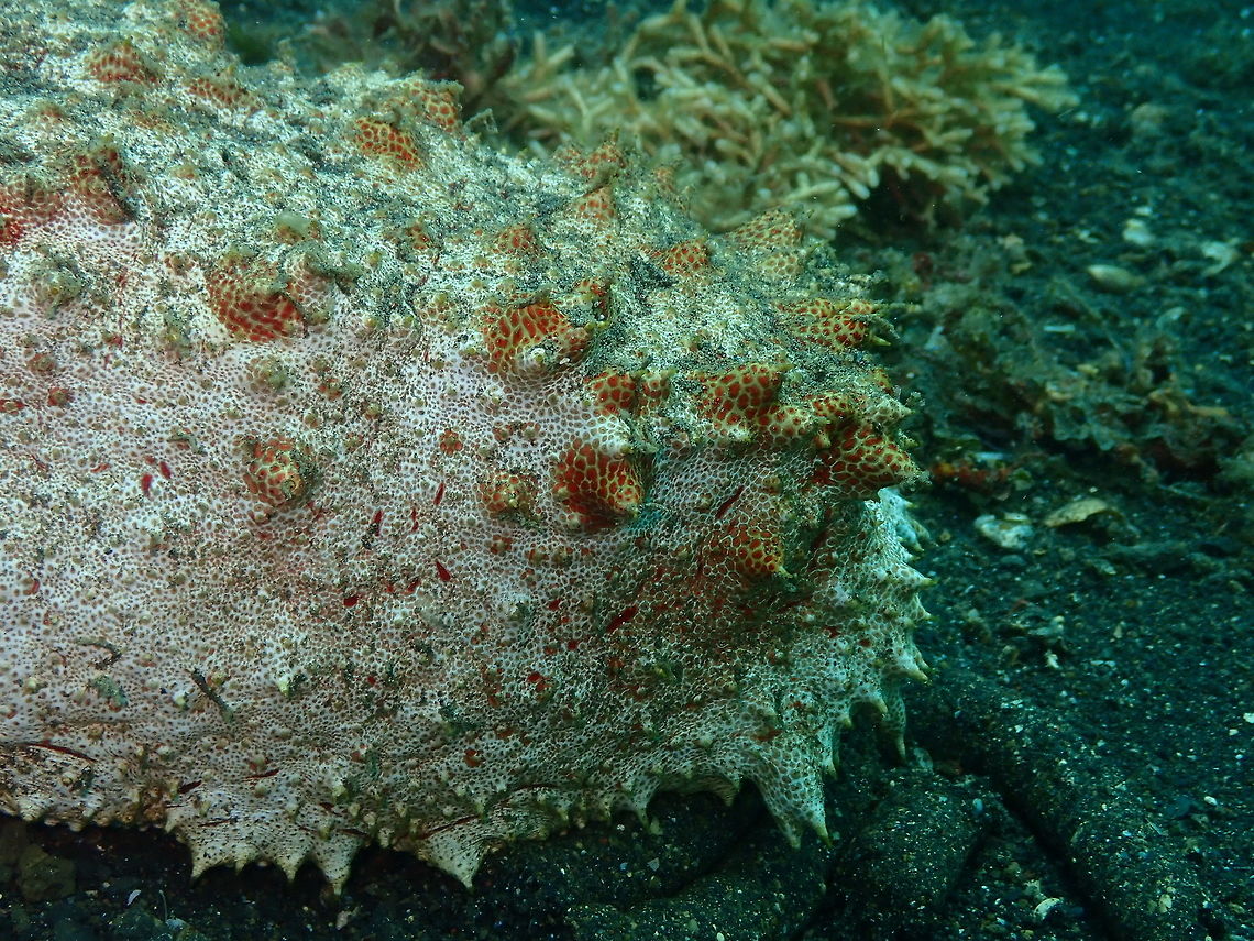 Amberfish Sea Cucumber (Thelenota anax) Jahir, Lembeh.<br />
The butt of the sea cucumber where I found the emperor shrimp posted earlier. Geotagged,Giant Amberfish,Indonesia,Spring,Thelenota anax