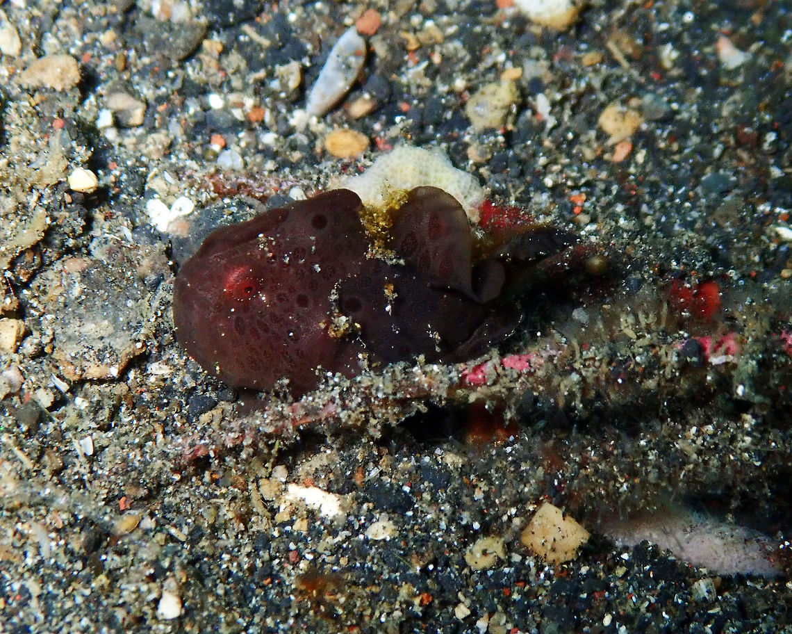 Baby Painted Frogfish Jahir, Lembeh.<br />
To appreciate size see the next posting.<br />
<figure class="photo"><a href="https://www.jungledragon.com/image/63762/see_how_small_i_am.html" title="See how small I am"><img src="https://s3.amazonaws.com/media.jungledragon.com/images/2298/63762_thumb.jpg?AWSAccessKeyId=05GMT0V3GWVNE7GGM1R2&Expires=1759968010&Signature=IMx7Uflu%2FIkStD5GO9wWpgF8On4%3D" width="200" height="160" alt="See how small I am Jahir, Lembeh.<br />
You are looking at 2-3 cm of the total of the pointer, so that may give you an idea. Very hard to spot without our wonderful guide. Antennarius pictus,Geotagged,Indonesia,Painted frogfish,Spring" /></a></figure> Antennarius pictus,Geotagged,Indonesia,Painted frogfish,Spring