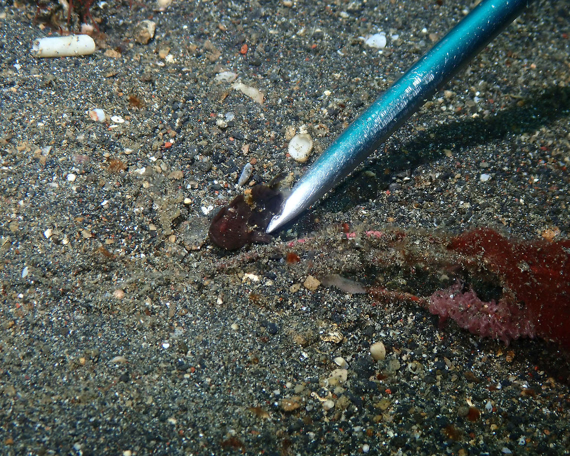 See how small I am Jahir, Lembeh.<br />
You are looking at 2-3 cm of the total of the pointer, so that may give you an idea. Very hard to spot without our wonderful guide. Antennarius pictus,Geotagged,Indonesia,Painted frogfish,Spring