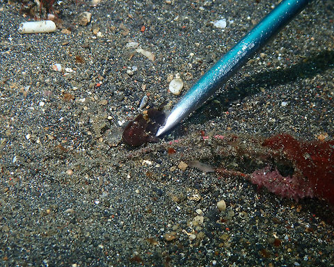 See how small I am Jahir, Lembeh.
You are looking at 2-3 cm of the total of the pointer, so that may give you an idea. Very hard to spot without our wonderful guide. Antennarius pictus,Geotagged,Indonesia,Painted frogfish,Spring