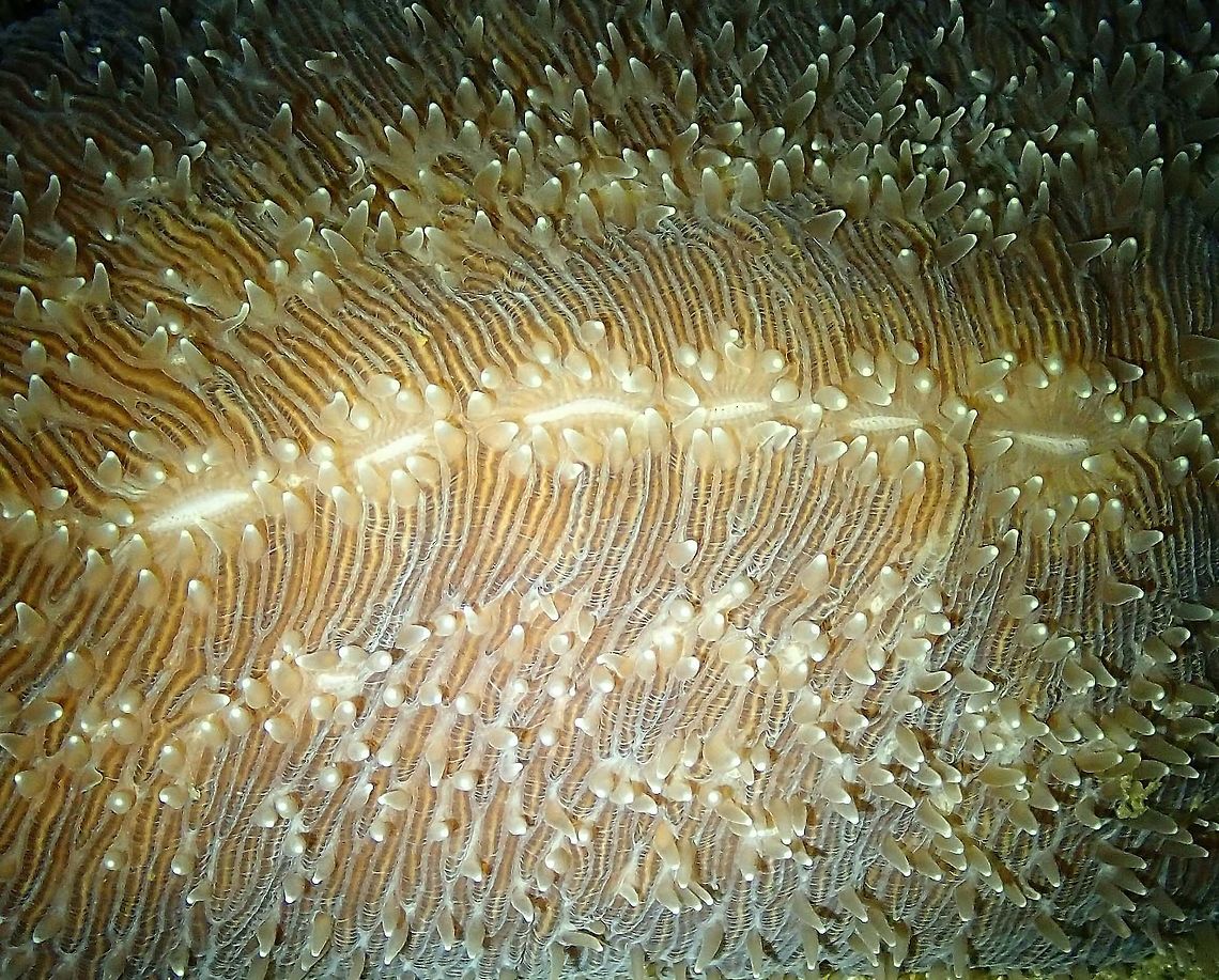 Ctenactis albitentaculata-zoomed in Monument, Lembeh.<br />
Zoomed in to show the polyps.<br />
<figure class="photo"><a href="https://www.jungledragon.com/image/63825/ctenactis_albitentaculata.html" title="Ctenactis albitentaculata"><img src="https://s3.amazonaws.com/media.jungledragon.com/images/2298/63825_thumb.JPG?AWSAccessKeyId=05GMT0V3GWVNE7GGM1R2&Expires=1759968010&Signature=XpAfBZEc6LKl17wCslFZe3YFQP4%3D" width="200" height="150" alt="Ctenactis albitentaculata Monument, Lembeh.<br />
This is a wider view to show the elongated form of the coral. Ctenactis albitentaculata,Geotagged,Indonesia,Mushroom Coral,Spring" /></a></figure> Ctenactis albitentaculata,Geotagged,Indonesia,Mushroom Coral,Spring