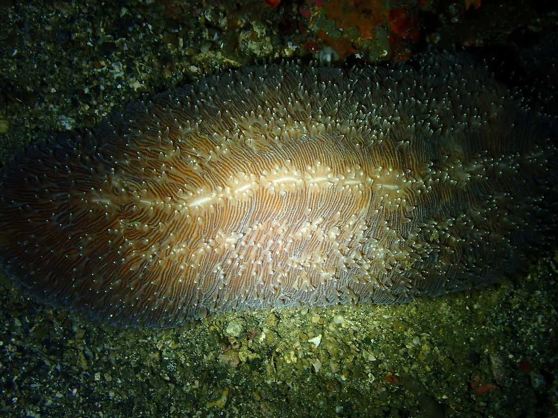 Ctenactis albitentaculata Monument, Lembeh.<br />
This is a wider view to show the elongated form of the coral. Ctenactis albitentaculata,Geotagged,Indonesia,Mushroom Coral,Spring