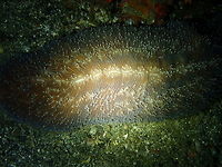 Ctenactis albitentaculata Monument, Lembeh.<br />
This is a wider view to show the elongated form of the coral. Ctenactis albitentaculata,Geotagged,Indonesia,Mushroom Coral,Spring