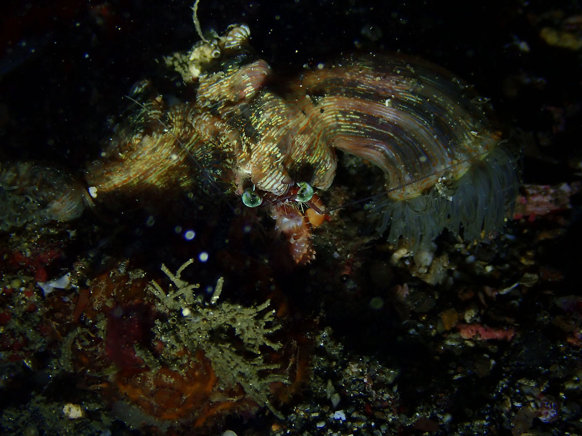 Anemone Hermit Crab (Dardanus pedunculatus) Monument, Lembeh.<br />
Fully-dressed in the best anemonae he could find in the neighborhood, his beautiful eyes glowing in the darkness.. Anemone hermit crab,Dardanus pedunculatus,Geotagged,Indonesia,Spring