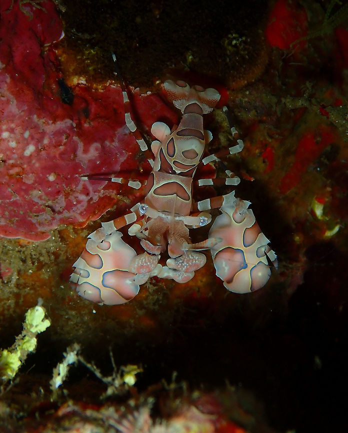 I am pretty and I know it! Monument, Lembeh.<br />
One of the prettiest critters of the Lembeh&#039;s reef: the little but proud Harlequin Shrimp. Geotagged,Harlequin shrimp,Hymenocera picta,Indonesia,Spring