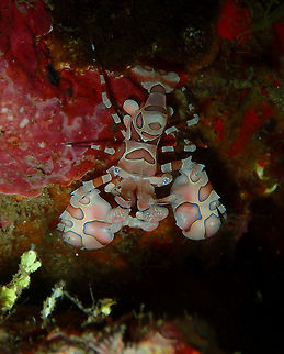 I am pretty and I know it! Monument, Lembeh.
One of the prettiest critters of the Lembeh's reef: the little but proud Harlequin Shrimp. Geotagged,Harlequin shrimp,Hymenocera picta,Indonesia,Spring