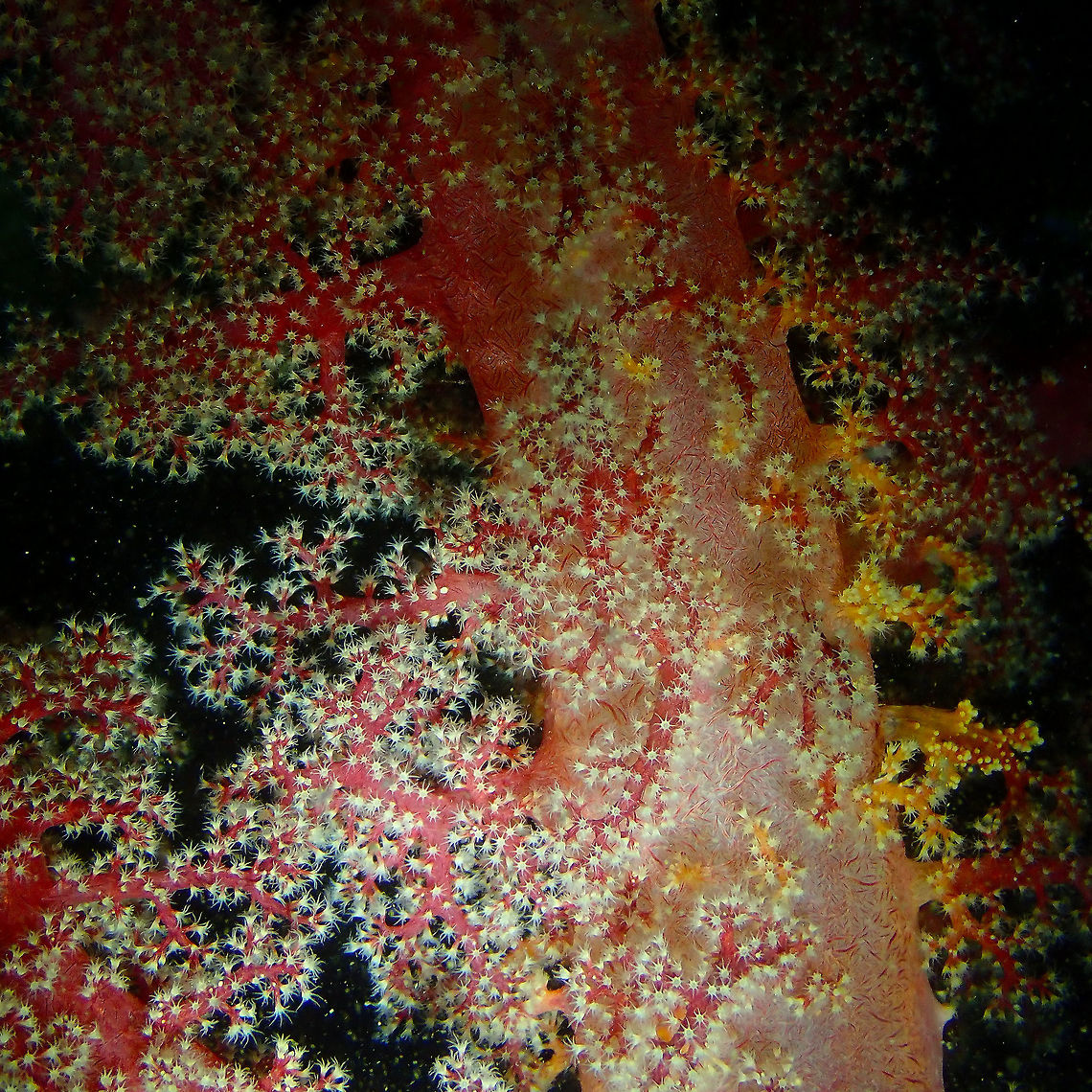 Soft Coral (Dendronephthya klunzingeri) Monument, Lembeh. Dendronephthya klunzingeri,Geotagged,Indonesia,Spring