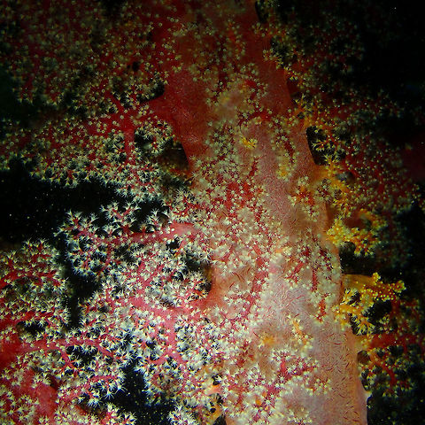 Soft Coral (Dendronephthya klunzingeri) Monument, Lembeh. Dendronephthya klunzingeri,Geotagged,Indonesia,Spring