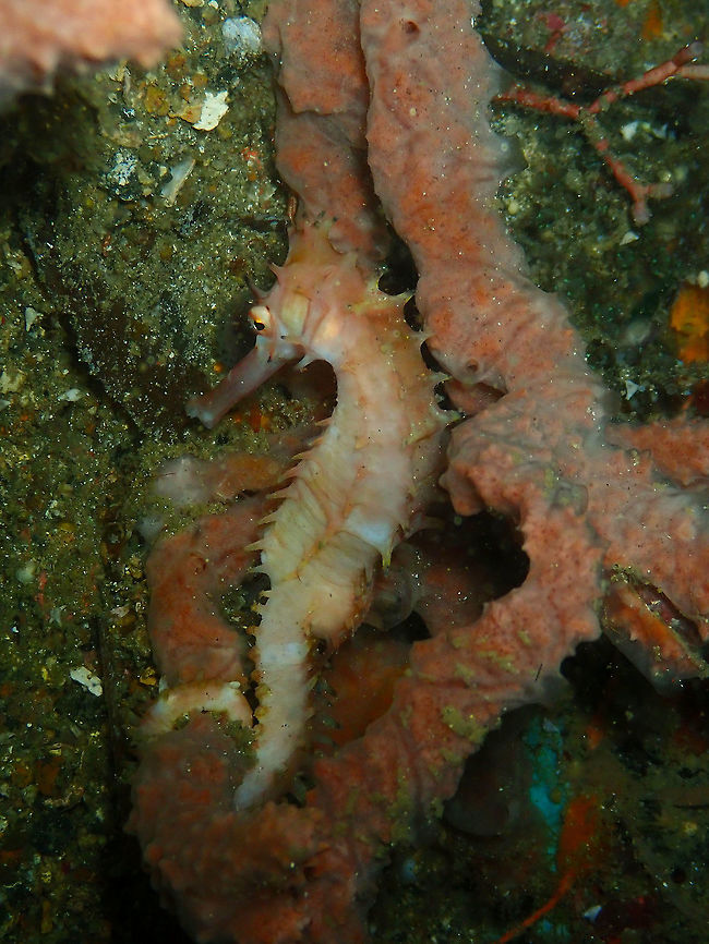 Spiny Seahorse (Hippocampus histrix) Monument, Lembeh.<br />
A gloomy, perhaps sleepy, seahorse seen during the night dive. Geotagged,Hippocampus histrix,Indonesia,Spiny seahorse,Spring