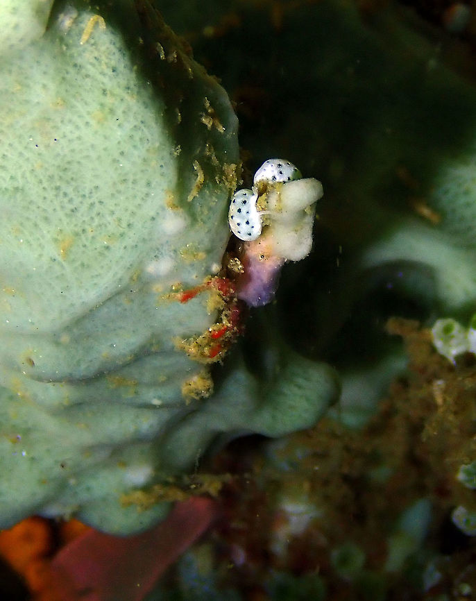 Decorator Crab (Macrocoeloma sp.) Monument, Lembeh.<br />
It could be M. trispinosum. I am trying to find the sp. Geotagged,Indonesia,Spring