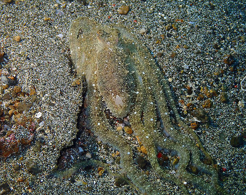 Lilliput longarm octopus -Macrotritopus defilippi (ID Tentative) Pantai Parigi, Lembeh.
ID tentative. It mus be a very similar species to Macrotritopus defilippi, if not the same. However the distribution is different, reason why I say is tentative. Geotagged,Indonesia,Lilliput longarm octopus,Macrotritopus defilippi,Spring