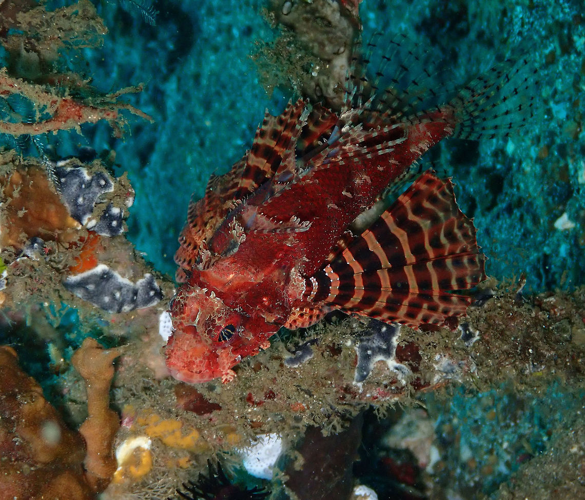 Dwarf Lionfish Pantai Parigi, Lembeh.<br />
A more grown up specimen, compared to my previous postings. Dendrochirus brachypterus,Dendrochirus zebra,Dwarf lionfish,Geotagged,Indonesia,Spring,Zebra turkeyfish