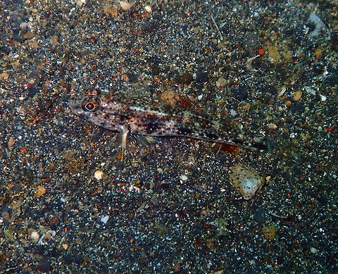 Scalyhead Goby (Hazeus otakii) Jahir, Lembeh. Geotagged,Hazeus otakii,Indonesia,Scalyhead goby,Spring