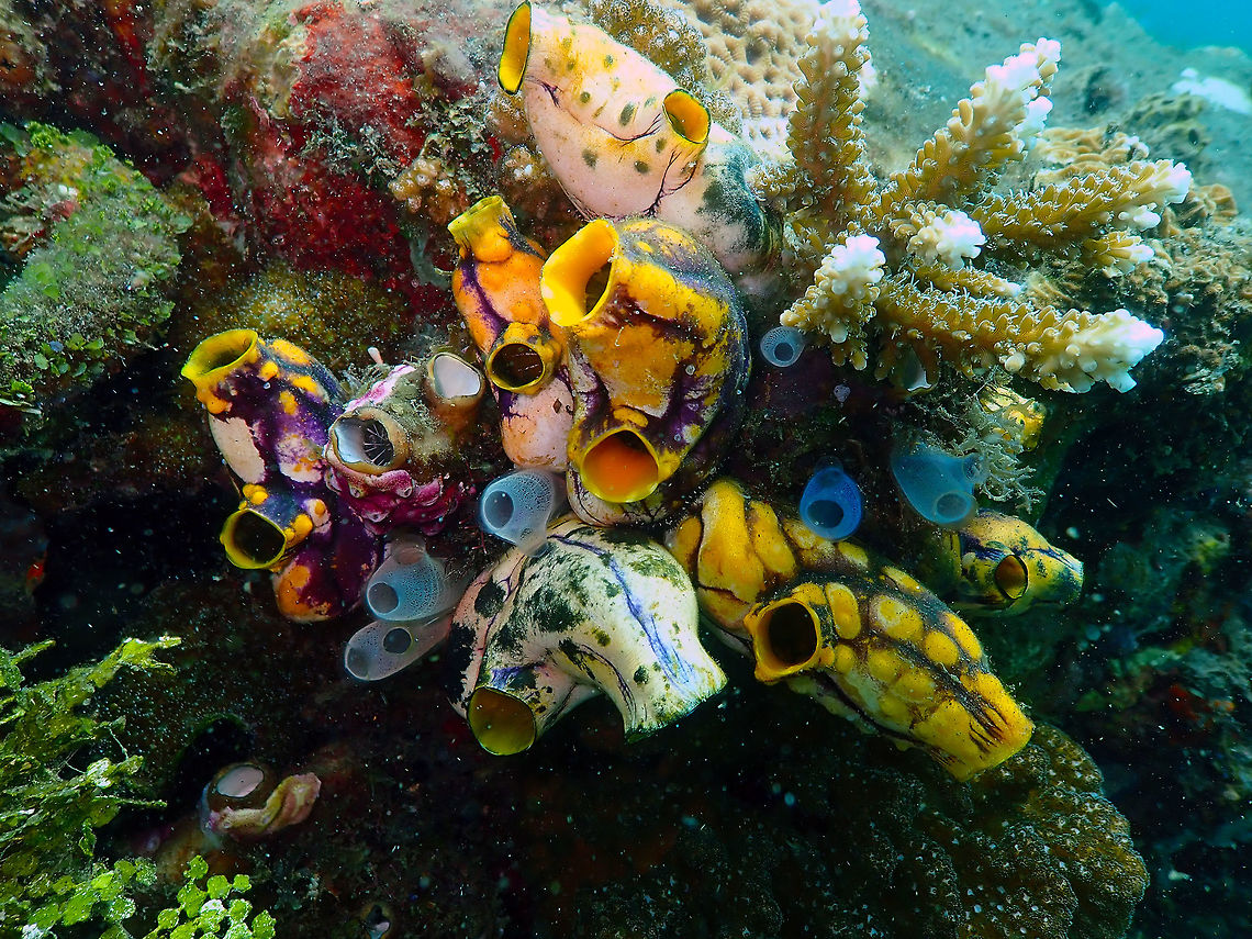 Sea Squirt Marine Garden Jahir, lembeh.<br />
A mix of Polycarpa aurata (the bigger ones) with Rhopalaea crassa (smaller blue ones). Geotagged,Indonesia,Polycarpa aurata,Spring