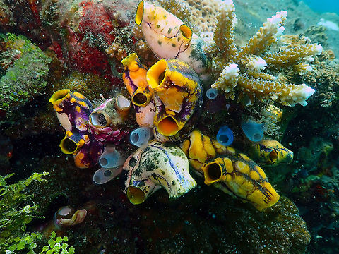 Sea Squirt Marine Garden Jahir, lembeh.
A mix of Polycarpa aurata (the bigger ones) with Rhopalaea crassa (smaller blue ones). Geotagged,Indonesia,Polycarpa aurata,Spring