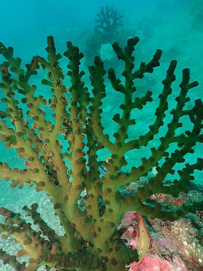 Black Cup Coral (Tubastraea micranthus) Kapal Indah, Lembeh. Black Cup Coral,Geotagged,Indonesia,Spring,Tubastraea micrantha