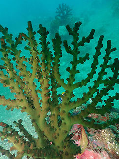 Black Cup Coral (Tubastraea micranthus) Kapal Indah, Lembeh. Black Cup Coral,Geotagged,Indonesia,Spring,Tubastraea micrantha