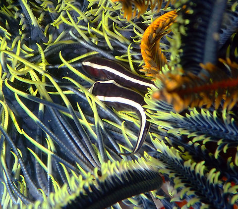 Crinoid Clingfish (Discotrema monogrammum) Kapal Indah, Lembeh. Crinoid clingfish,Discotrema crinophilum,Discotrema monogrammum,Geotagged,Indonesia,One-line Clingfish,Spring
