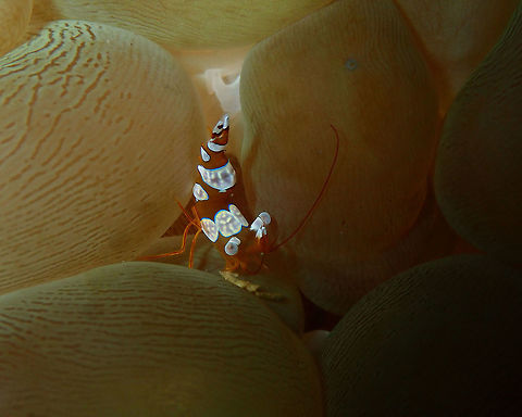 Sexy Shrimp (Thor amboinensis) Kapal Indah, Lembeh. Geotagged,Indonesia,Sexy shrimp,Spring,Thor amboinensis