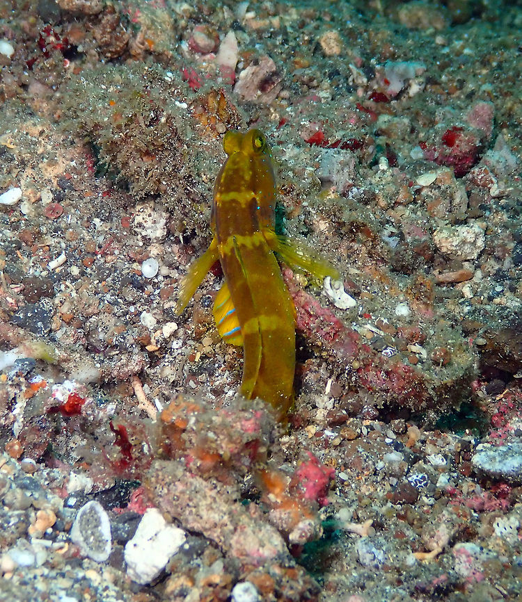 Yellow prawn-goby (Cryptocentrus cinctus) Kapal Indah, Lembeh. Cryptocentrus cinctus,Geotagged,Indonesia,Spring,Yellow prawn-goby