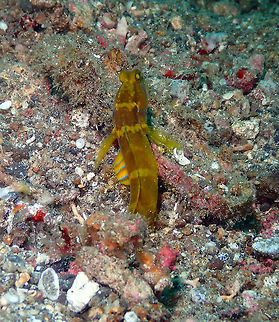 Yellow prawn-goby (Cryptocentrus cinctus) Kapal Indah, Lembeh. Cryptocentrus cinctus,Geotagged,Indonesia,Spring,Yellow prawn-goby