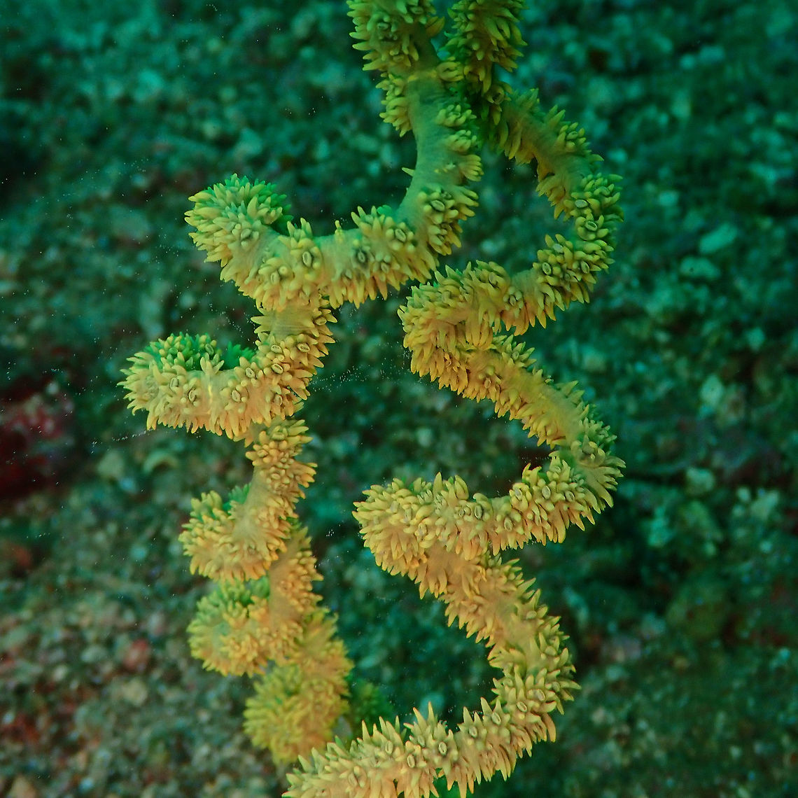 Cirrhipathes_spiralis-2 OLYMPUS DIGITAL CAMERA Cirrhipathes spiralis,Geotagged,Indonesia,Spring,Wire Coral