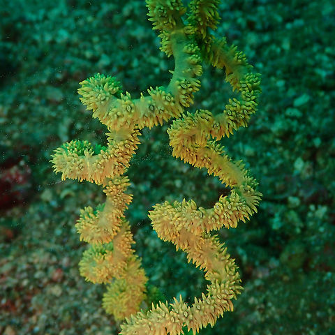 Cirrhipathes_spiralis-2 OLYMPUS DIGITAL CAMERA Cirrhipathes spiralis,Geotagged,Indonesia,Spring,Wire Coral