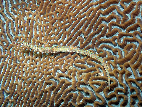 Ocellated Pipefish (Corythoichthys ocellatus) Kapal Indah, Lembeh. Corythoichthys ocellatus,Geotagged,Indonesia,Ocellated pipefish,Spring