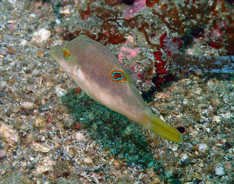 Compressed toby (Canthigaster compressa) Kapal Indah, Lembeh. Canthigaster compressa,Compressed toby,Geotagged,Indonesia,Spring