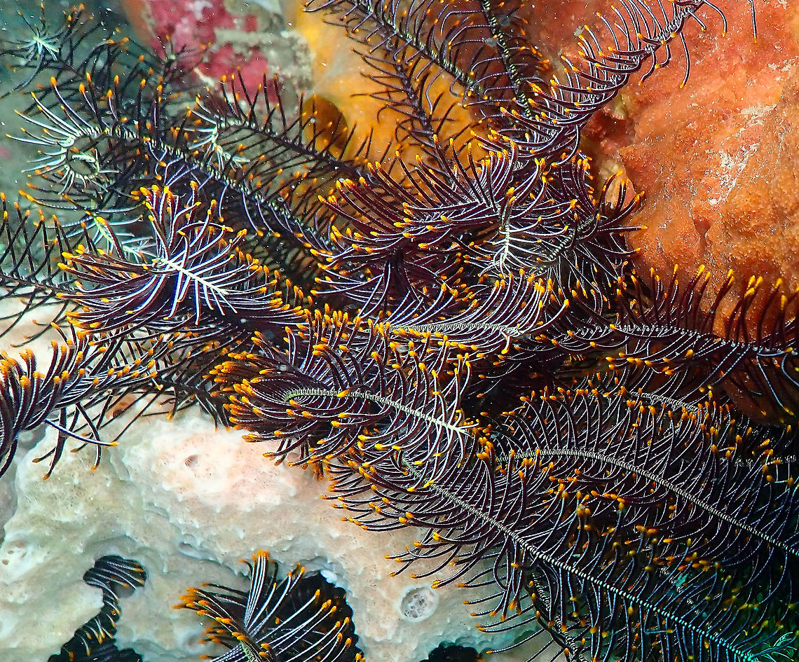 Comathus_parvicirrus Kapal Indah, Lembeh. Comanthus parvicirrus,Common Crevice Feather Star,Geotagged,Indonesia,Spring