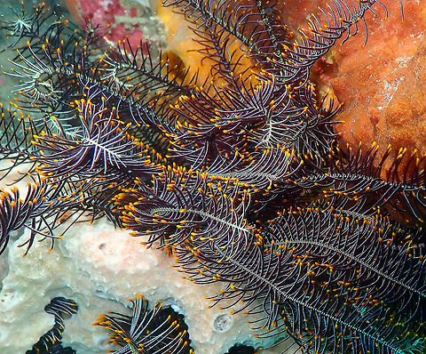 Comathus_parvicirrus Kapal Indah, Lembeh. Comanthus parvicirrus,Common Crevice Feather Star,Geotagged,Indonesia,Spring
