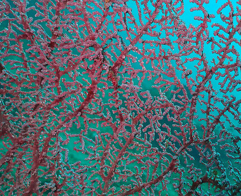 Gorgonian Sea Fan (Muricella plectana) Kapal Indah, Lembeh. Geotagged,Gorgonian Sea Fan,Indonesia,Muricella plectana,Spring