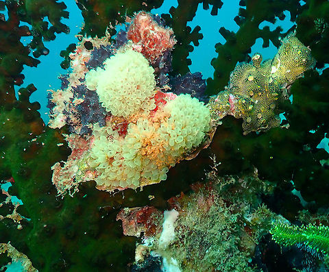 Perophora modificata Kapal Indah. They are the yellow small tunicate colonies. In the right there is a encrusting species that I describe in a second posting. Geotagged,Indonesia,Perophora modificata,Sea Squirt,Spring