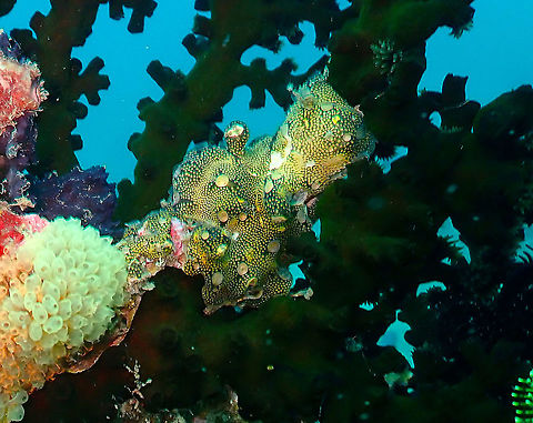 Encrusting Sea Squirt (Leptoclinides reticulatus) Kapal Indah, Lembeh. Encrusting Sea Squirt,Geotagged,Indonesia,Leptoclinides reticulatus,Spring