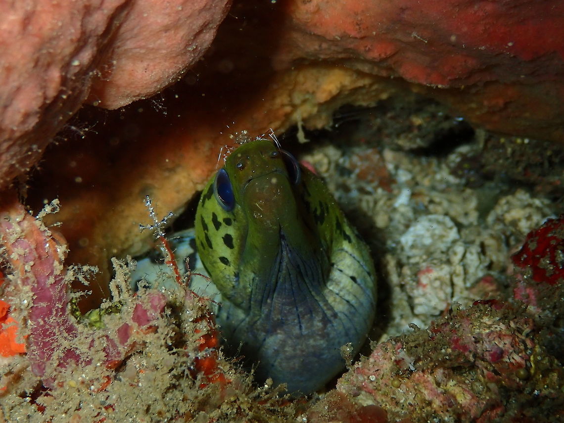 Fimbriated moray (Gymnothorax fimbriatus) Kapal Indah, Lembeh.<br />
This moray seems like about to do her own crusade with a left cross-shaped bryozoan and a little shrimp as a crown :-D Fimbriated moray,Gymnothorax fimbriatus